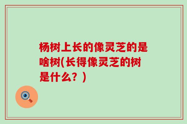 杨树上长的像灵芝的是啥树(长得像灵芝的树是什么？)