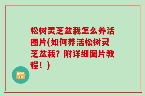 松树灵芝盆栽怎么养活图片(如何养活松树灵芝盆栽？附详细图片教程！)