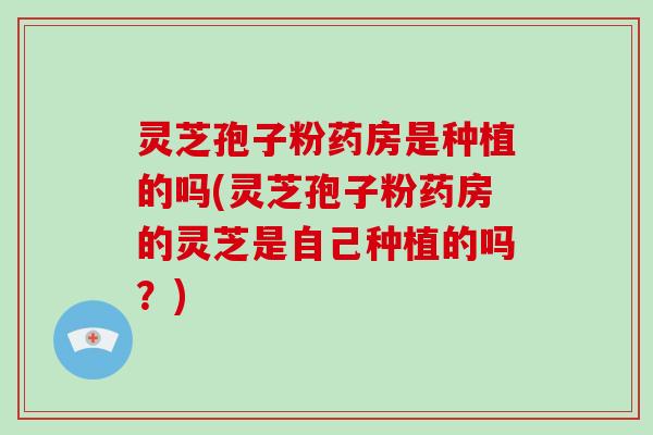 灵芝孢子粉药房是种植的吗(灵芝孢子粉药房的灵芝是自己种植的吗？)