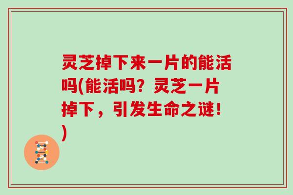 灵芝掉下来一片的能活吗(能活吗？灵芝一片掉下，引发生命之谜！)