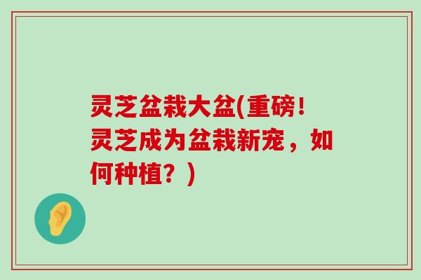 灵芝盆栽大盆(重磅！灵芝成为盆栽新宠，如何种植？)