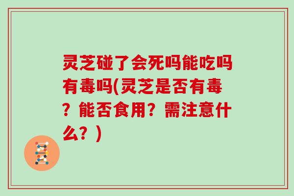 灵芝碰了会死吗能吃吗有毒吗(灵芝是否有毒？能否食用？需注意什么？)