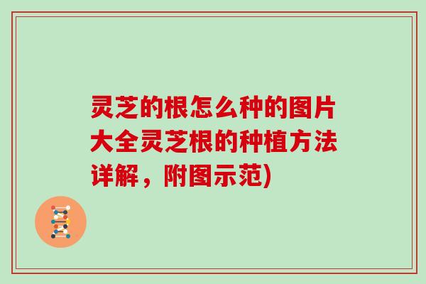 灵芝的根怎么种的图片大全灵芝根的种植方法详解，附图示范)