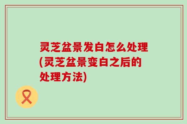 灵芝盆景发白怎么处理(灵芝盆景变白之后的处理方法)