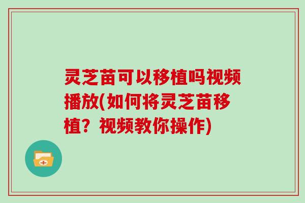 灵芝苗可以移植吗视频播放(如何将灵芝苗移植？视频教你操作)