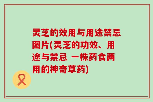 灵芝的效用与用途禁忌图片(灵芝的功效、用途与禁忌 一株药食两用的神奇草药)