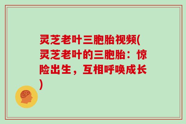 灵芝老叶三胞胎视频(灵芝老叶的三胞胎：惊险出生，互相呼唤成长)