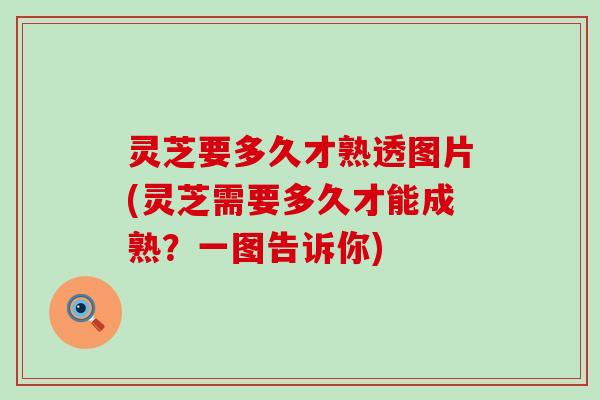 灵芝要多久才熟透图片(灵芝需要多久才能成熟？一图告诉你)