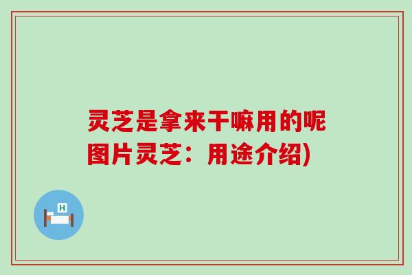 灵芝是拿来干嘛用的呢图片灵芝：用途介绍)