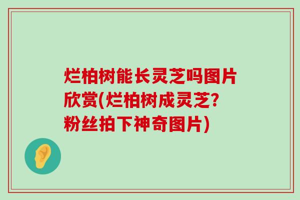 烂柏树能长灵芝吗图片欣赏(烂柏树成灵芝？粉丝拍下神奇图片)