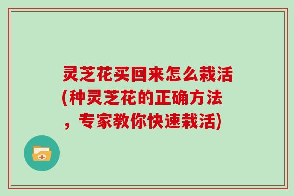 灵芝花买回来怎么栽活(种灵芝花的正确方法，专家教你快速栽活)