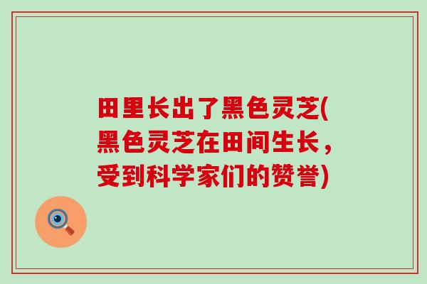 田里长出了黑色灵芝(黑色灵芝在田间生长，受到科学家们的赞誉)