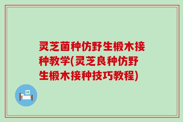 灵芝菌种仿野生椴木接种教学(灵芝良种仿野生椴木接种技巧教程)