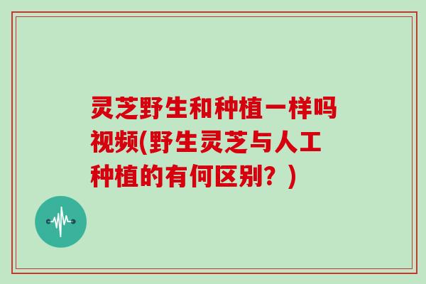 灵芝野生和种植一样吗视频(野生灵芝与人工种植的有何区别？)