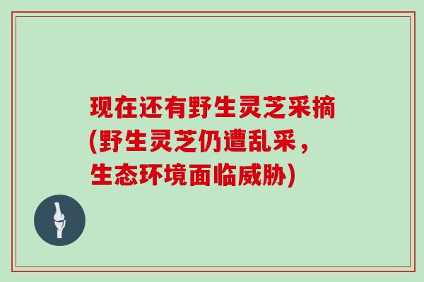 现在还有野生灵芝采摘(野生灵芝仍遭乱采，生态环境面临威胁)