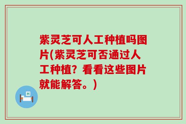 紫灵芝可人工种植吗图片(紫灵芝可否通过人工种植？看看这些图片就能解答。)