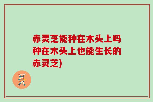 赤灵芝能种在木头上吗种在木头上也能生长的赤灵芝)