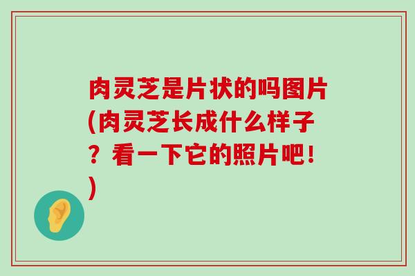 肉灵芝是片状的吗图片(肉灵芝长成什么样子？看一下它的照片吧！)