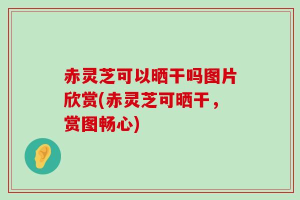 赤灵芝可以晒干吗图片欣赏(赤灵芝可晒干，赏图畅心)