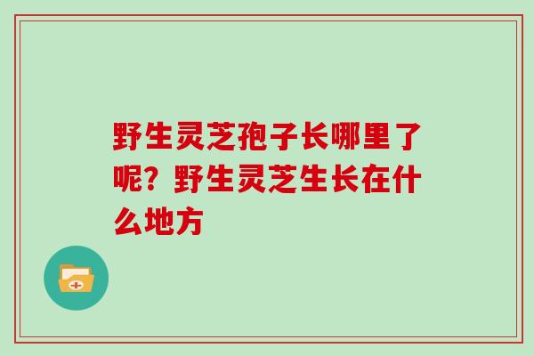 野生灵芝孢子长哪里了呢？野生灵芝生长在什么地方