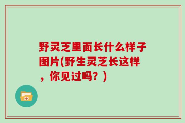 野灵芝里面长什么样子图片(野生灵芝长这样，你见过吗？)