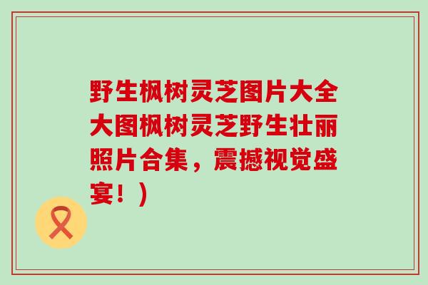 野生枫树灵芝图片大全大图枫树灵芝野生壮丽照片合集，震撼视觉盛宴！)