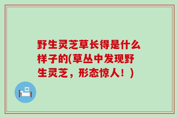 野生灵芝草长得是什么样子的(草丛中发现野生灵芝，形态惊人！)