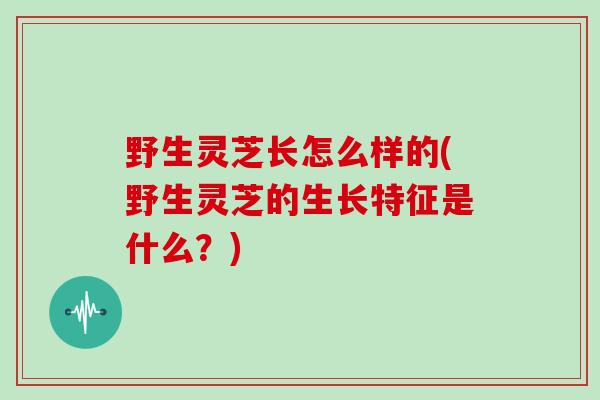 野生灵芝长怎么样的(野生灵芝的生长特征是什么？)