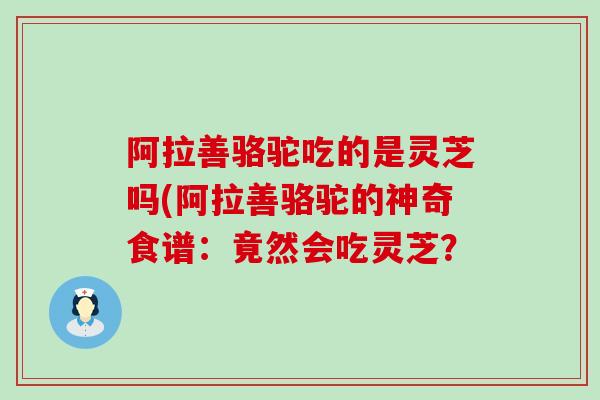 阿拉善骆驼吃的是灵芝吗(阿拉善骆驼的神奇食谱：竟然会吃灵芝？