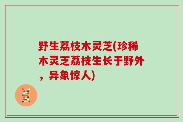 野生荔枝木灵芝(珍稀木灵芝荔枝生长于野外，异象惊人)