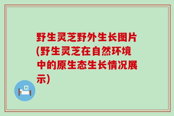 野生灵芝野外生长图片(野生灵芝在自然环境中的原生态生长情况展示)