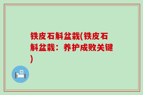 铁皮石斛盆栽(铁皮石斛盆栽：养护成败关键)