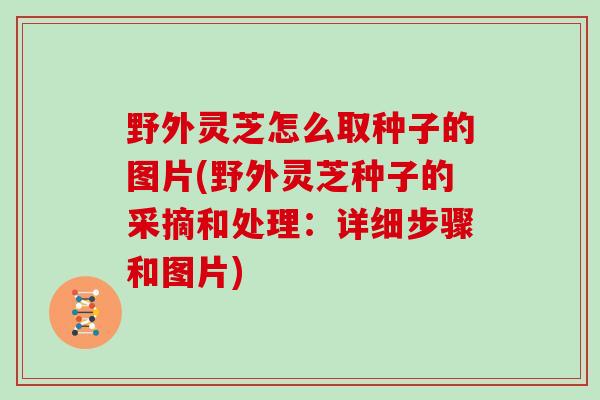 野外灵芝怎么取种子的图片(野外灵芝种子的采摘和处理：详细步骤和图片)