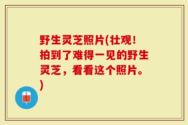 野生灵芝照片(壮观！拍到了难得一见的野生灵芝，看看这个照片。)