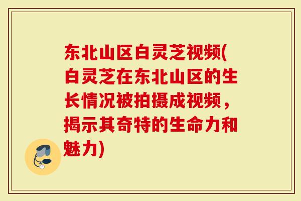 东北山区白灵芝视频(白灵芝在东北山区的生长情况被拍摄成视频，揭示其奇特的生命力和魅力)