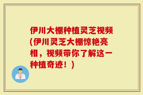 伊川大棚种植灵芝视频(伊川灵芝大棚惊艳亮相，视频带你了解这一种植奇迹！)