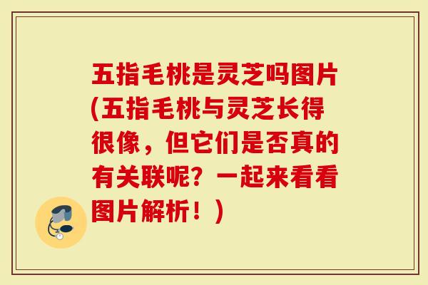 五指毛桃是灵芝吗图片(五指毛桃与灵芝长得很像，但它们是否真的有关联呢？一起来看看图片解析！)