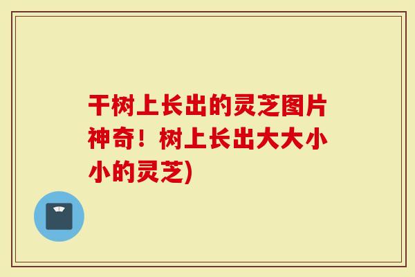 干树上长出的灵芝图片神奇！树上长出大大小小的灵芝)