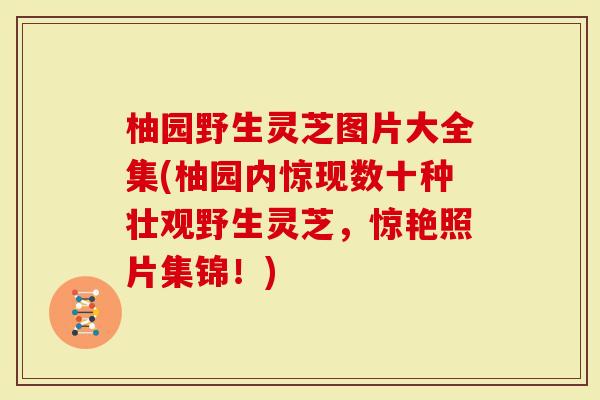 柚园野生灵芝图片大全集(柚园内惊现数十种壮观野生灵芝，惊艳照片集锦！)