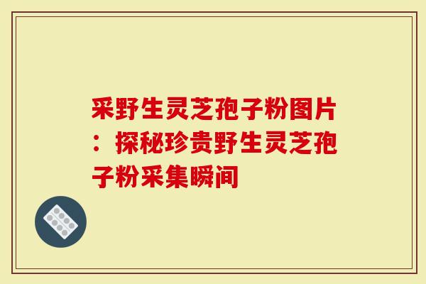 采野生灵芝孢子粉图片：探秘珍贵野生灵芝孢子粉采集瞬间