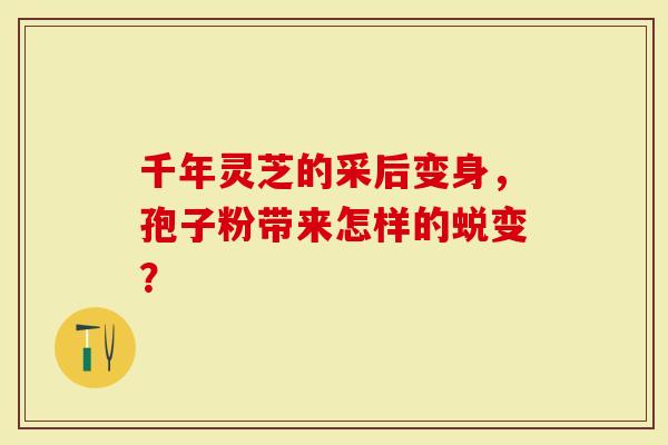 千年灵芝的采后变身，孢子粉带来怎样的蜕变？